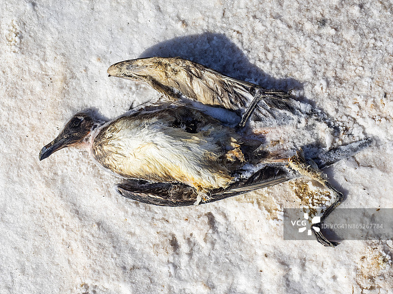 在西班牙阿利坎特的托雷维耶哈，由于干旱和气候变化，一只鸟因为饮用了盐湖里的有毒水而腐烂死亡。图片素材