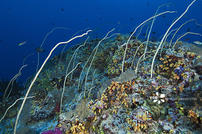 海鞭珊瑚图片素材