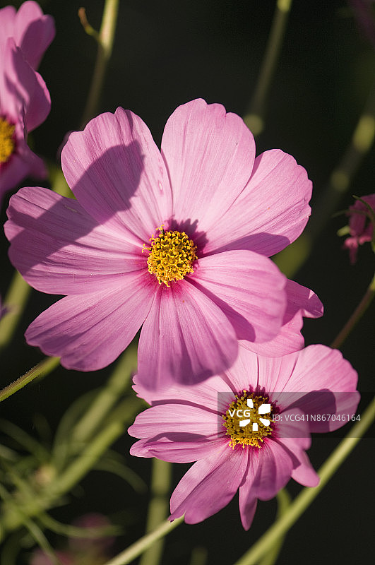 两朵粉红色的宇宙花。墨西哥aster图片素材