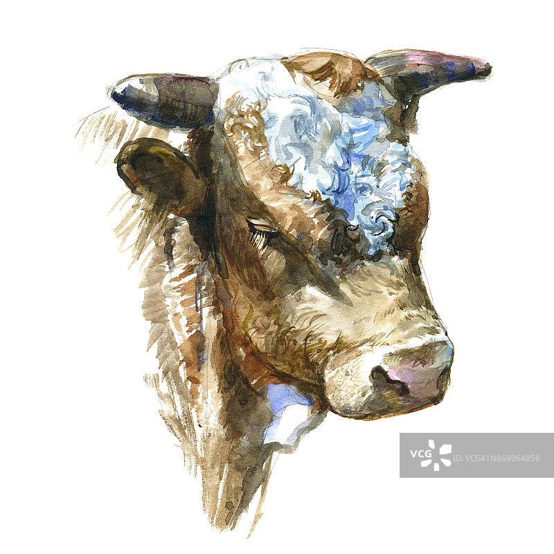 水彩牛肖像。可爱的水彩插图图片素材
