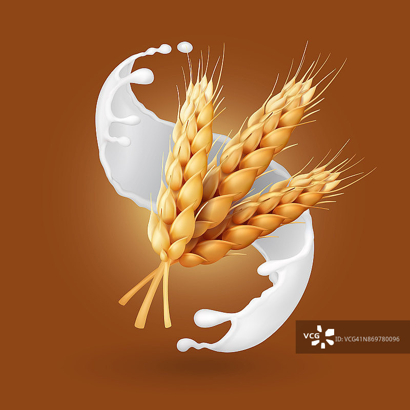 小麦和牛奶喷溅。大麦谷物在酸奶中的插图。现实的向量图片素材