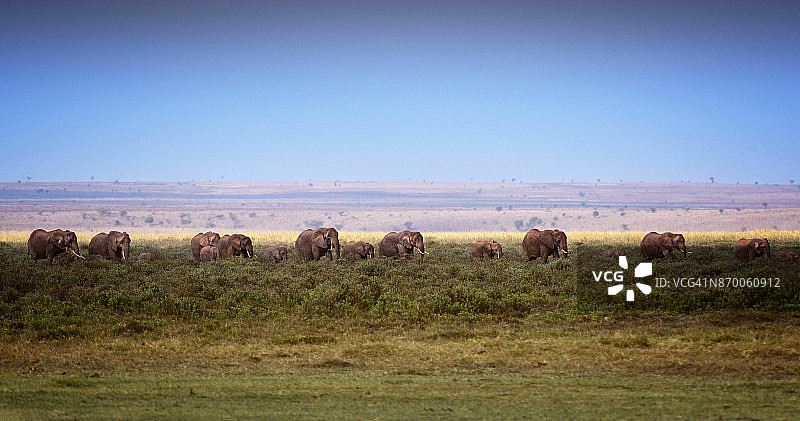 肯尼亚安博塞利的大象景观全景图图片素材