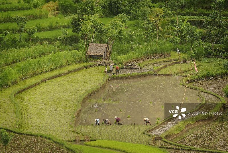 在东巴厘岛种植水稻。图片素材