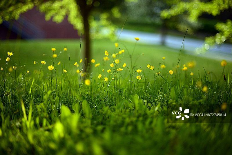 绿油油的草地上开着黄色的小花图片素材