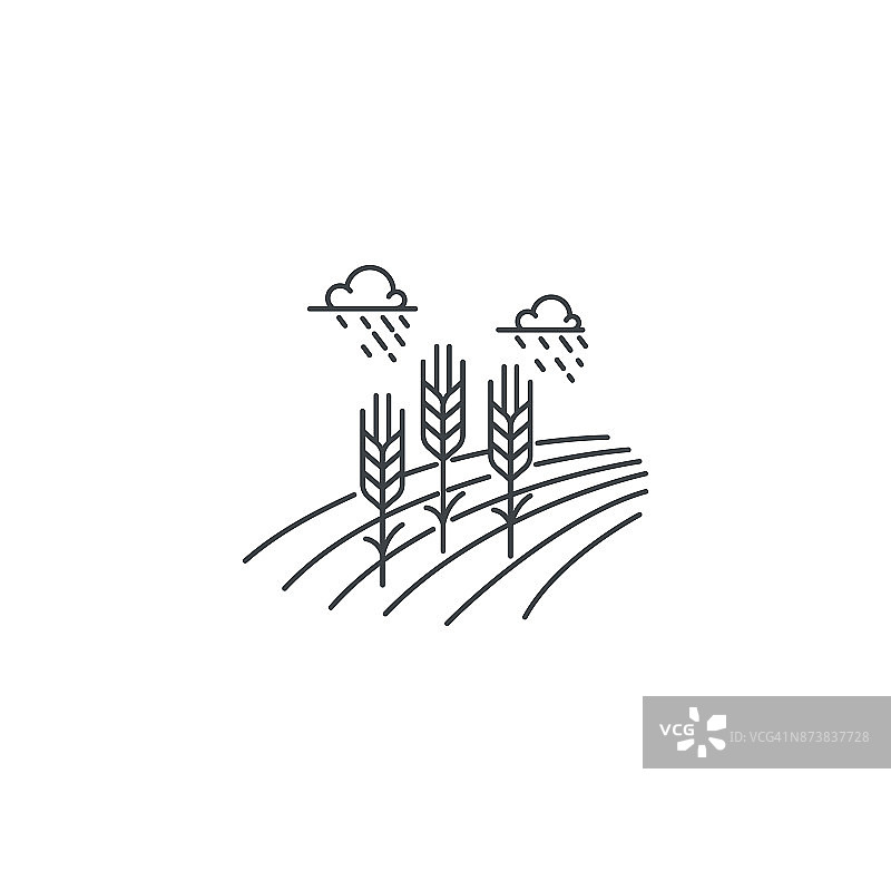 农家小麦线图标。麦田矢量线性设计轮廓图孤立在白色背景上。农场图标模板，用于农业业务的元素，线图标对象。图片素材