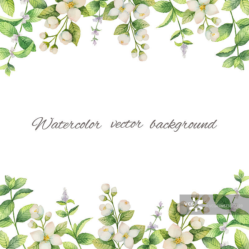 水彩向量框架的花和分支茉莉孤立在一个白色的背景。图片素材
