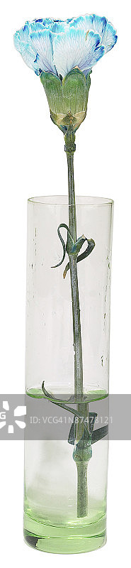 白色背景下花瓶里的植物特写镜头图片素材