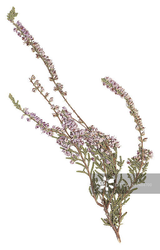 白色背景下植物的特写镜头图片素材