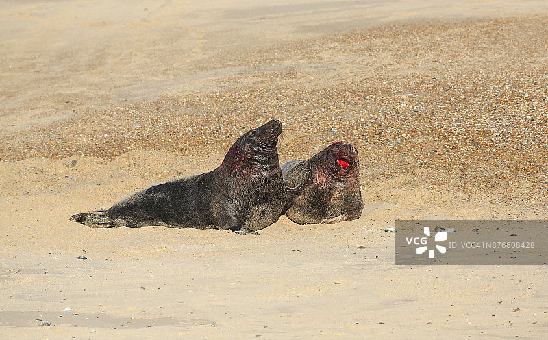 在英国诺福克霍西的海滩上，两只处于统治地位的大型灰海豹正在打架。图片素材