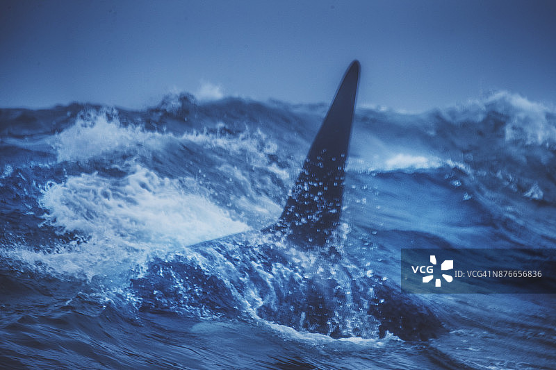 挪威海的野生虎鲸图片素材