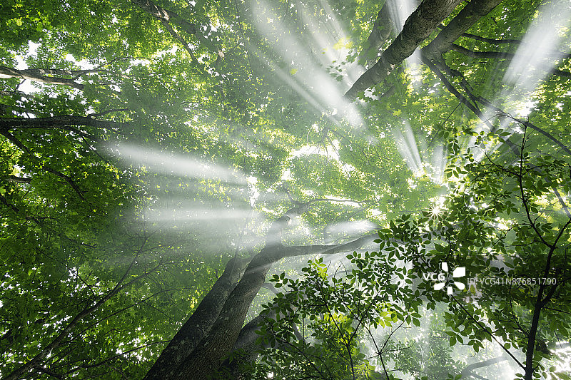 阳光灿烂的森林风光自然背景图片素材