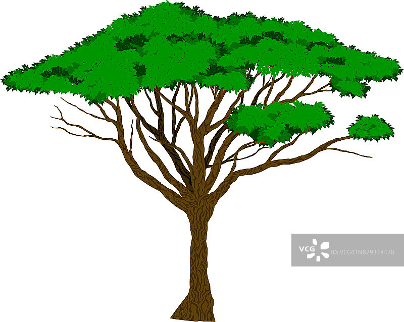 Vector大型非洲相思树图片素材