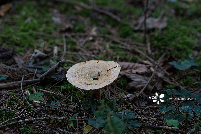 米色蘑菇生长在森林俯视图图片素材