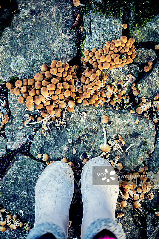 橡胶长筒靴站在蘑菇前图片素材