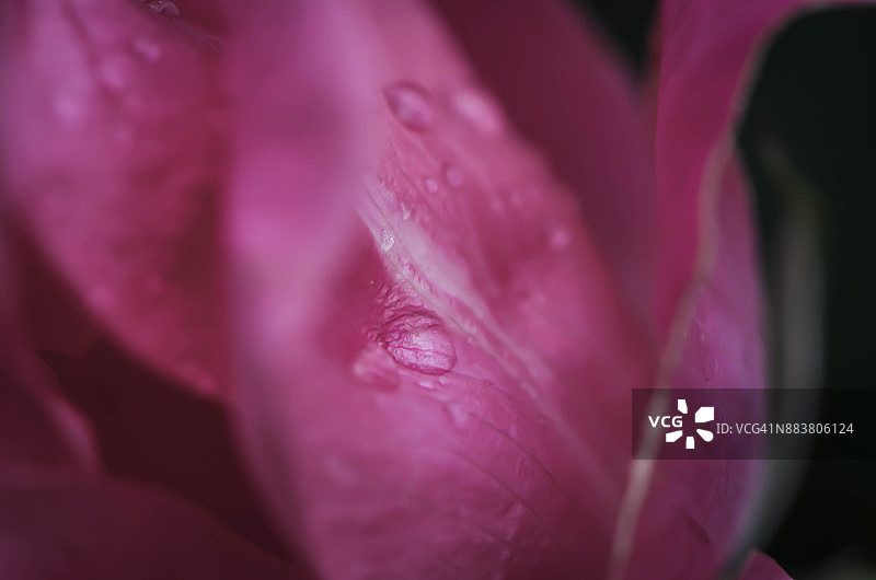 紫红色玫瑰花瓣和雨滴图片素材