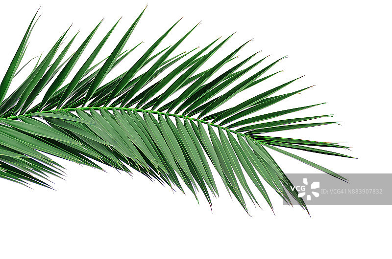 一棵棕榈树的绿叶。孤立在白色背景上。图片素材