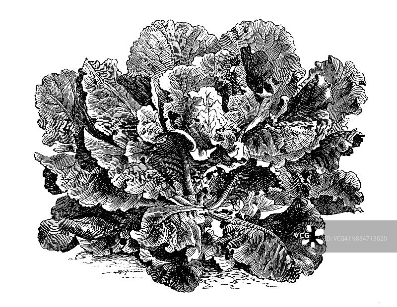 植物学、蔬菜植物仿古雕刻插图:绿釉美国大白菜图片素材