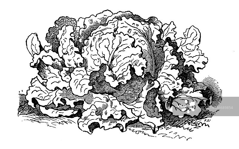 植物学、蔬菜植物、古董雕刻插图:巴达维亚莴苣图片素材