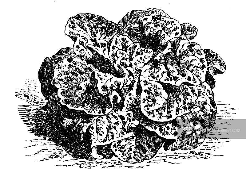 植物学、蔬菜植物、古董雕刻插图:斑点长叶莴苣图片素材