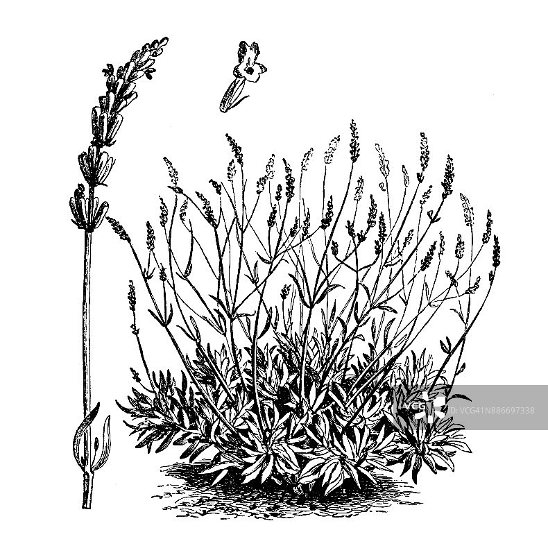 植物学蔬菜植物古董雕刻插图:薰衣草(薰衣草)图片素材