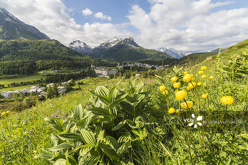 盛开的野花，Maloja，瑞士图片素材