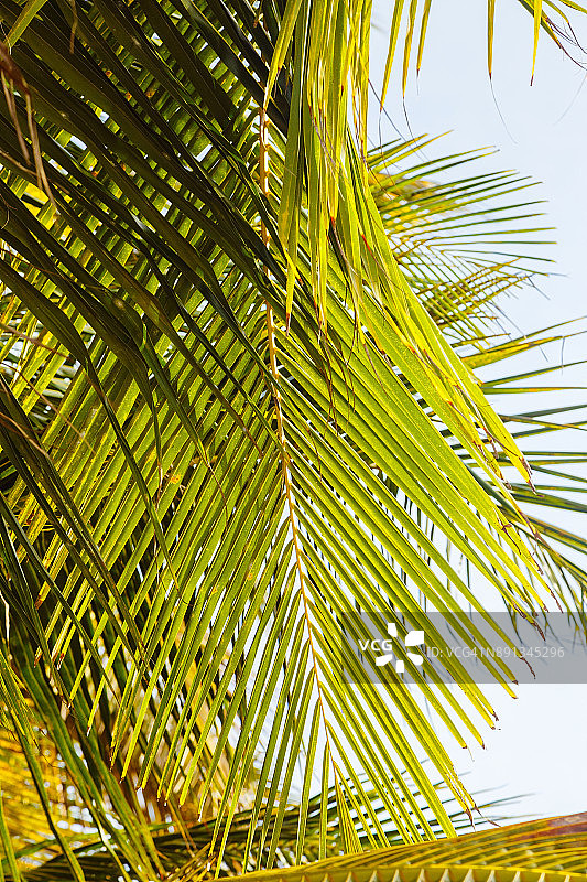 靠近椰子树叶子。非洲坦桑尼亚的桑给巴尔岛图片素材