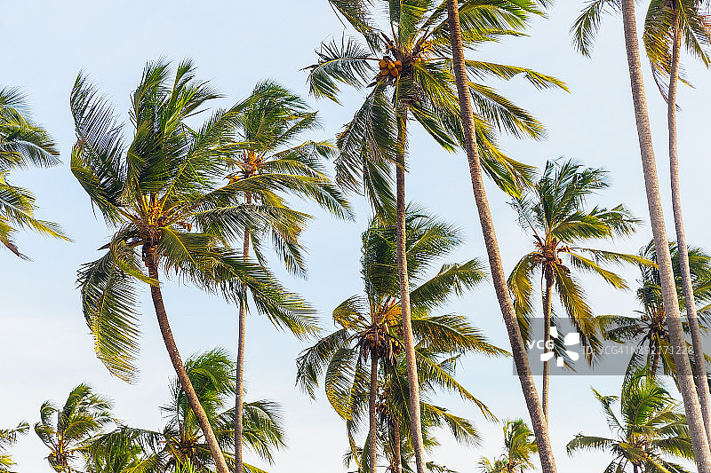 低角度的高椰子树对天空。桑给巴尔岛。非洲坦桑尼亚图片素材