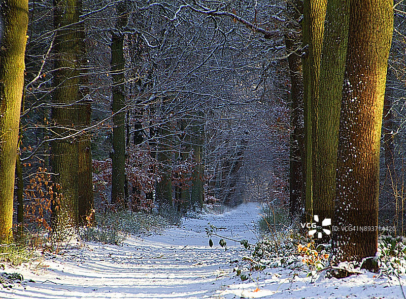 阳光明媚的冬天森林图片素材