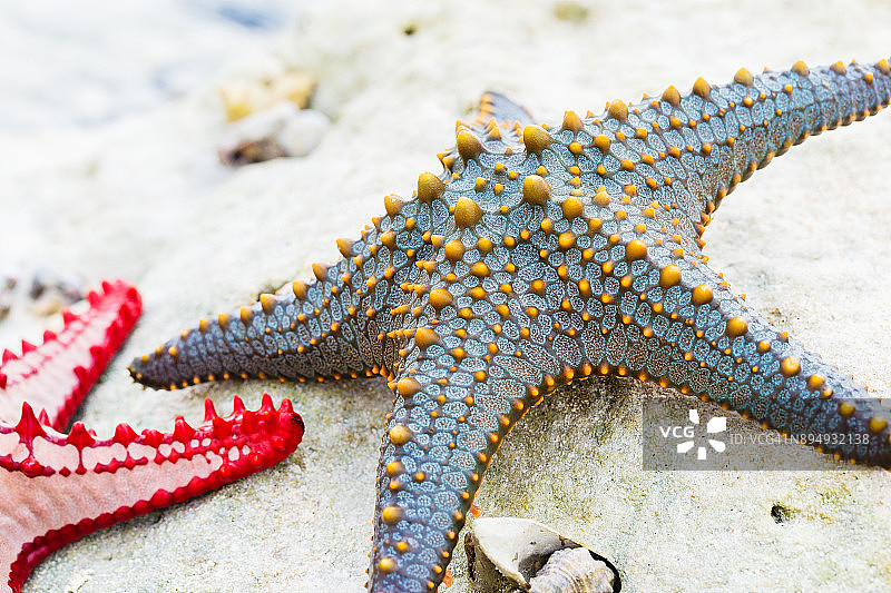 在桑给巴尔岛的自然栖息地，五颜六色的蓝色和黄色海星图片素材