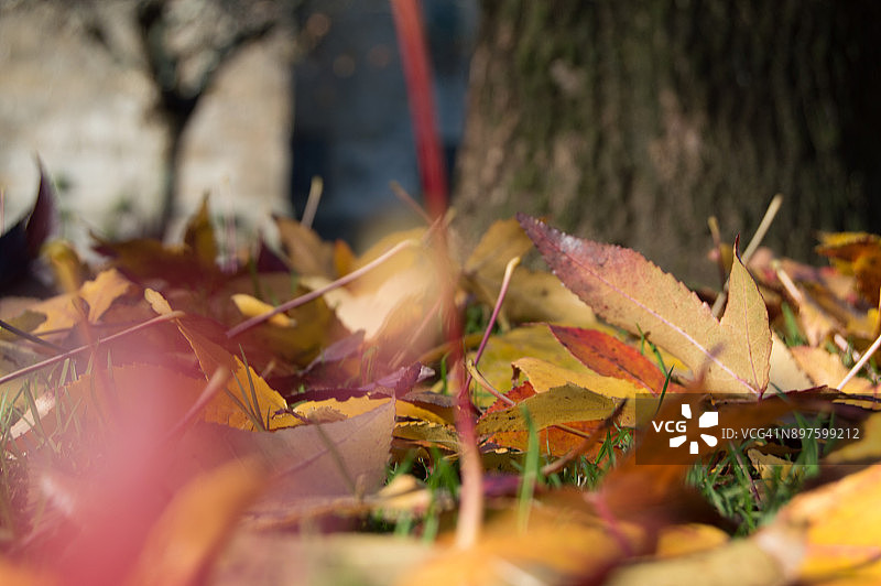 从树上飘落的秋叶图片素材