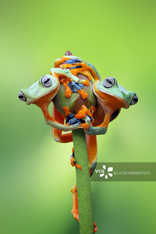 两只爪哇树蛙坐在莲花花蕾上图片素材