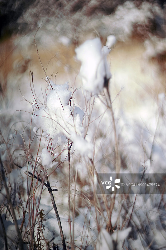 冬季落叶，选择性聚焦图片素材