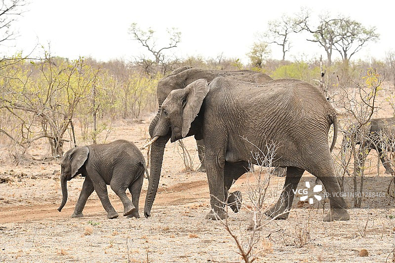 大象家族六图片素材