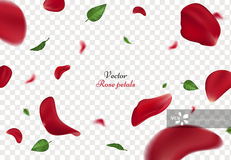 飘落的红玫瑰花瓣和绿叶孤立在透明的背景上。美丽玫瑰花瓣矢量插图，适用于妇女节和情人节贺卡的设计。图片素材