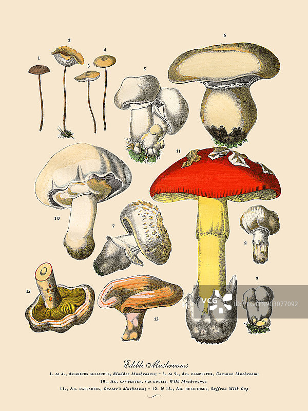 食用菌，维多利亚植物学插图图片素材