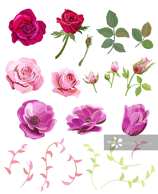 一套玫瑰，银莲花，粉红色，红色的花和花蕾，绿色的小树枝，白色的背景，数字绘制插图，收集设计，矢量图片素材