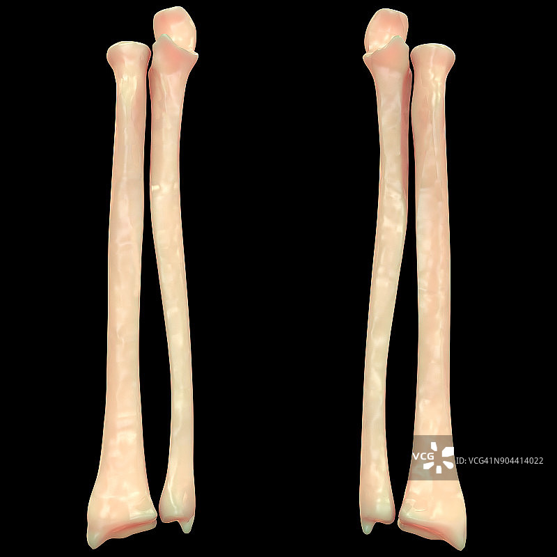 人体骨骼系统解剖学图片素材