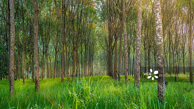 橡皮树种植园。泰国甲。图片素材