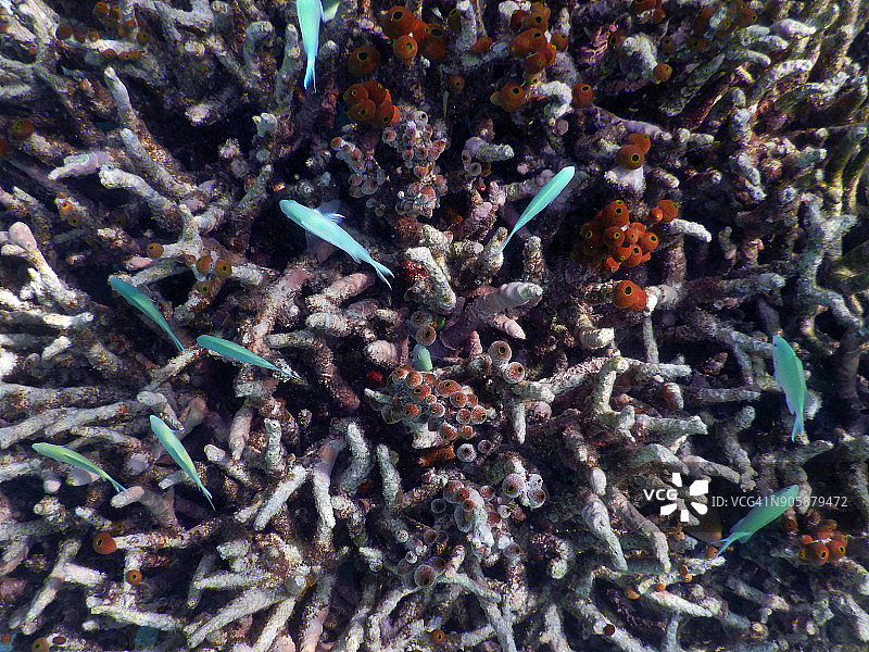 马尔代夫珊瑚礁上的一小群绿色铬图片素材