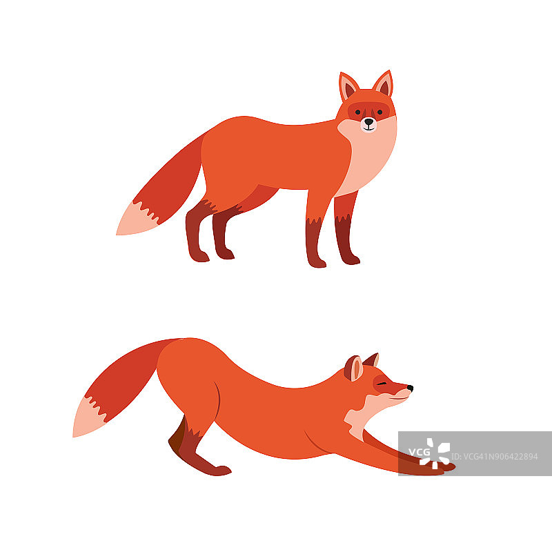 红色狐狸孤立在白色背景上的插图。图片素材