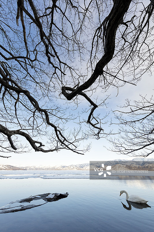 冰封的湖面上的大天鹅在悬垂的树枝下张开图片素材
