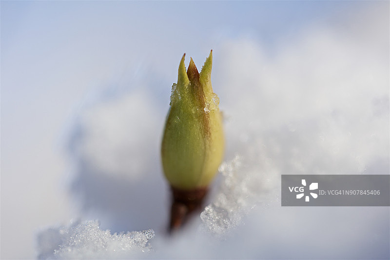 新花蕾在雪中突出图片素材