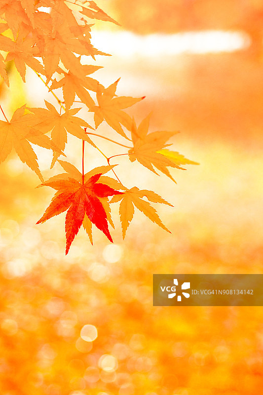 秋日本枫叶图片素材