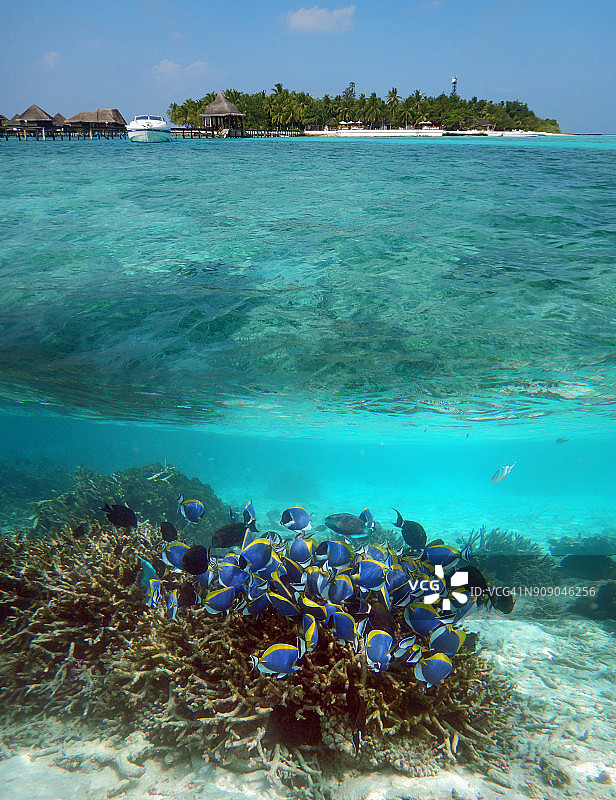 马尔代夫泻湖上的粉蓝色刺尾鱼(错层图)图片素材