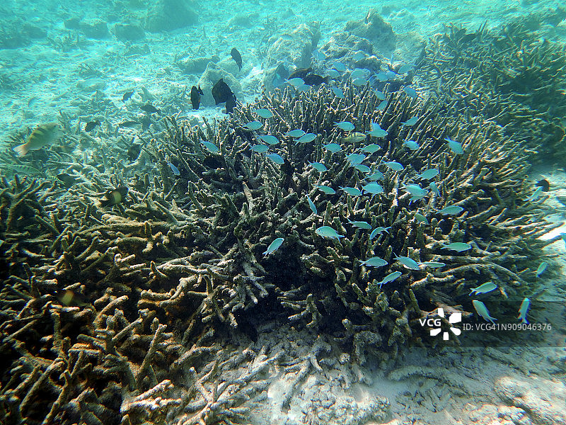 马尔代夫珊瑚礁上的一小群绿色铬图片素材