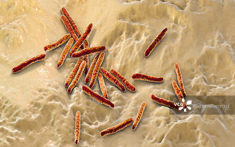 结核分枝杆菌的细菌图片素材