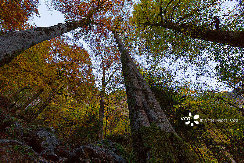 秋天森林景色宁静，枝叶繁茂，巴伐利亚阿尔卑斯山图片素材
