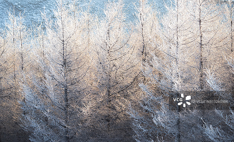 冰霜覆盖的树木图片素材