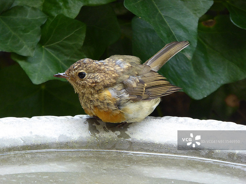 花园水盆上的年轻欧洲知更鸟-红腹鹬图片素材