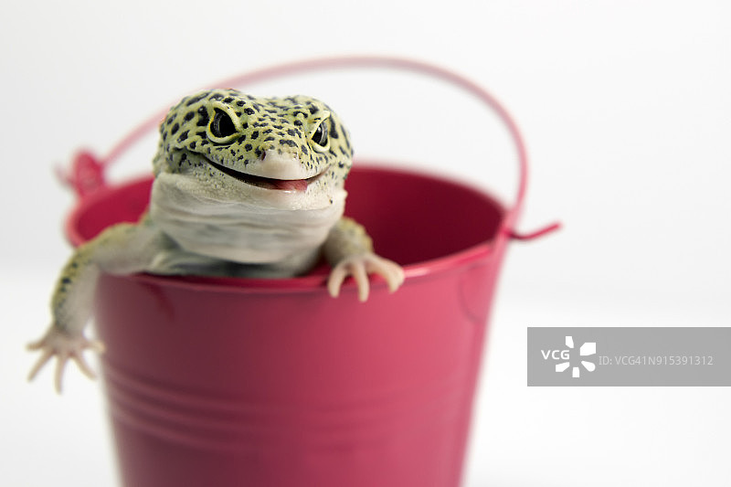 一只动物在金属桶里微笑图片素材